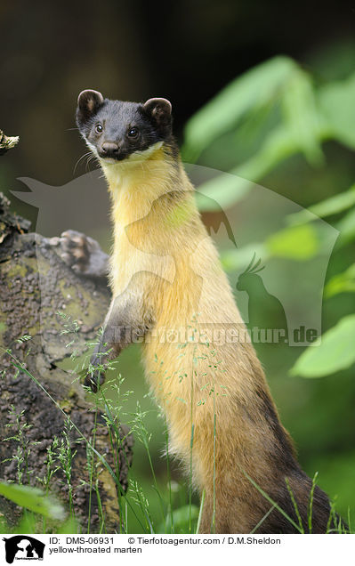 yellow-throated marten / DMS-06931