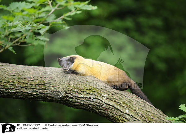 yellow-throated marten / DMS-06932