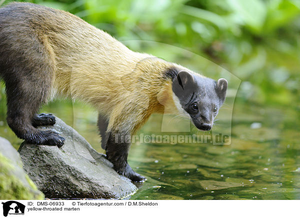 yellow-throated marten / DMS-06933