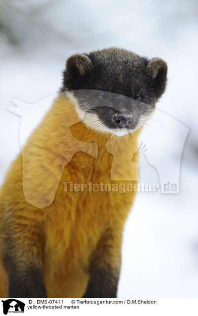 yellow-throated marten / DMS-07411