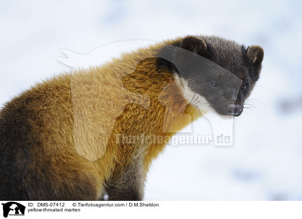 yellow-throated marten / DMS-07412