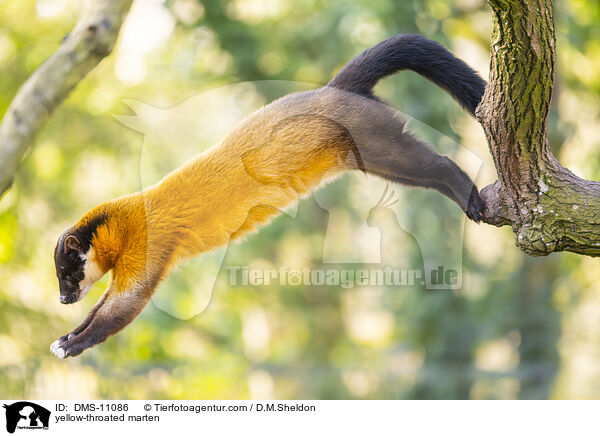 yellow-throated marten / DMS-11086
