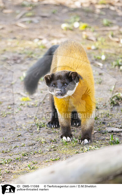 Buntmarder / yellow-throated marten / DMS-11088