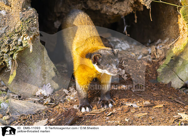 yellow-throated marten / DMS-11093