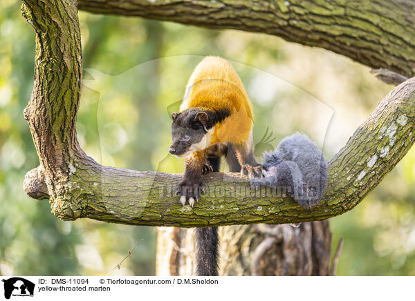 Buntmarder / yellow-throated marten / DMS-11094