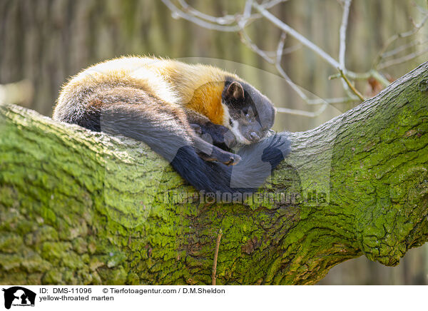 yellow-throated marten / DMS-11096