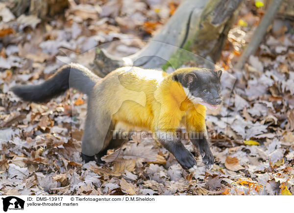 yellow-throated marten / DMS-13917