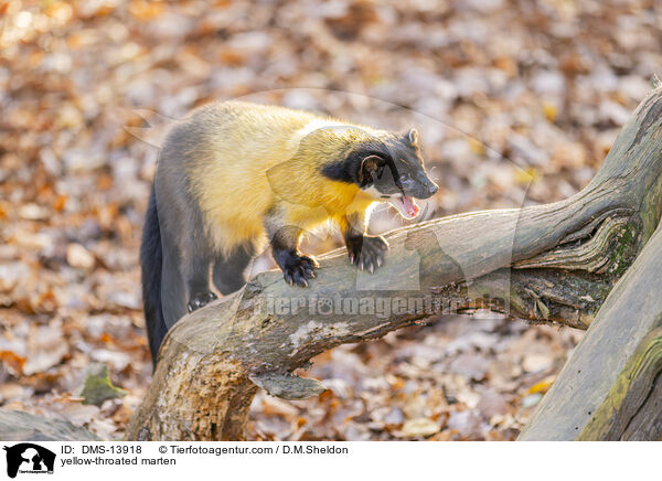 Buntmarder / yellow-throated marten / DMS-13918