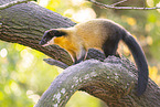 yellow-throated marten