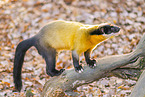yellow-throated marten