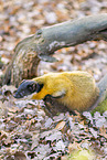 yellow-throated marten