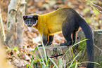 yellow-throated marten