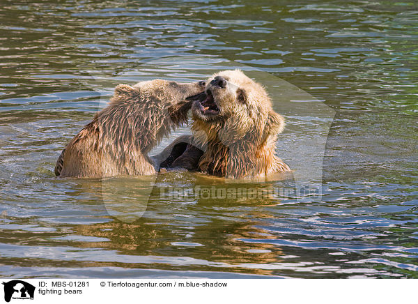 spielerisch kmpfende Bren / fighting bears / MBS-01281