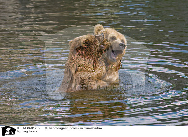 spielerisch kmpfende Bren / fighting bears / MBS-01282
