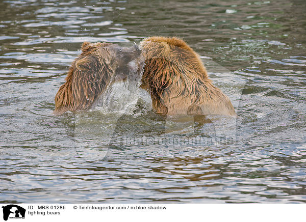 spielerisch kmpfende Bren / fighting bears / MBS-01286