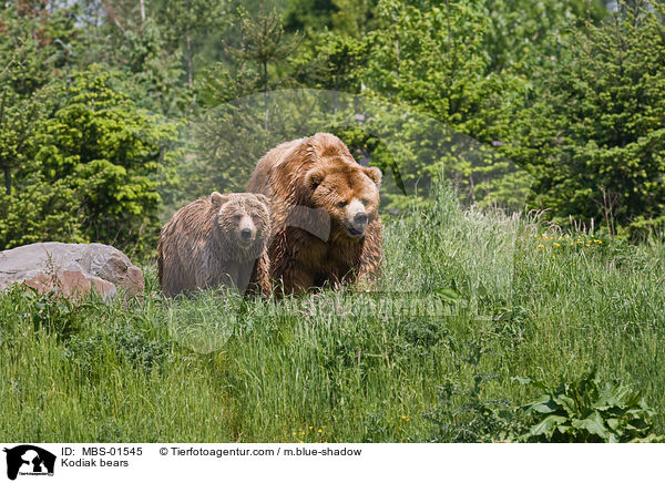 Kodiakbren / Kodiak bears / MBS-01545