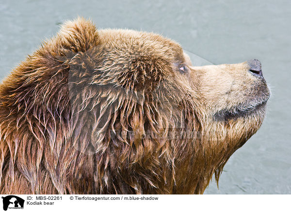 Kodiakbr / Kodiak bear / MBS-02261