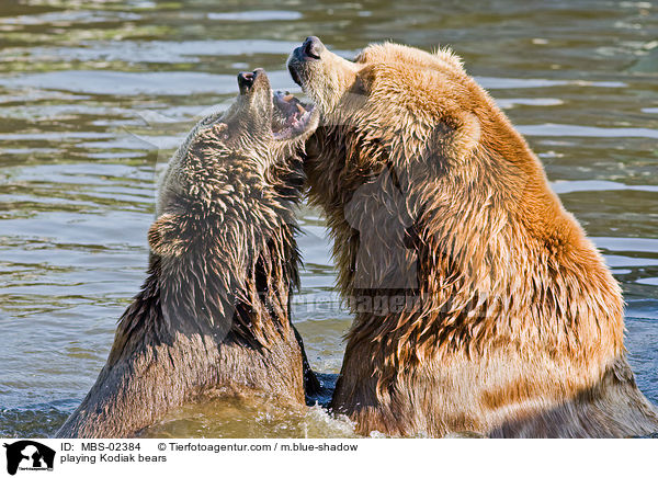 spielende Kodiakbren / playing Kodiak bears / MBS-02384
