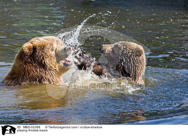 spielende Kodiakbren / playing Kodiak bears / MBS-02388