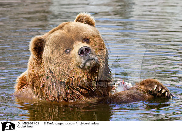 Kodiakbr / Kodiak bear / MBS-07403