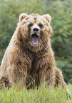 Kodiak bear