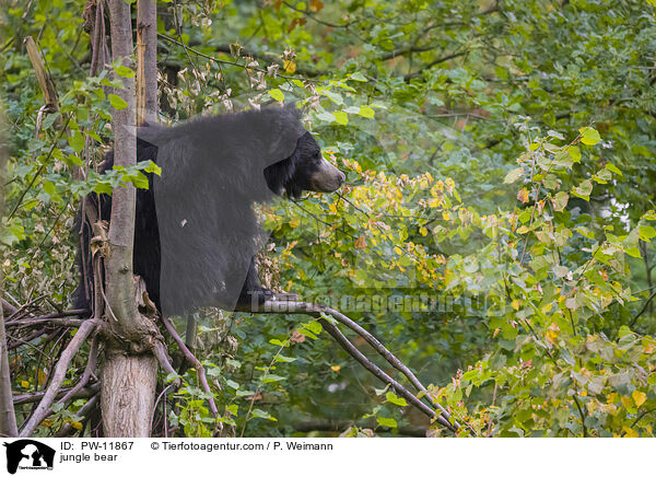 jungle bear / PW-11867