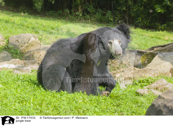 Lippenbr / jungle bear / PW-17433