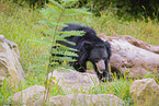 jungle bear