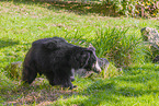jungle bear