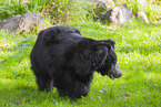 jungle bear