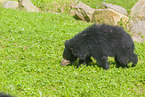 jungle bear