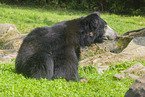 jungle bear