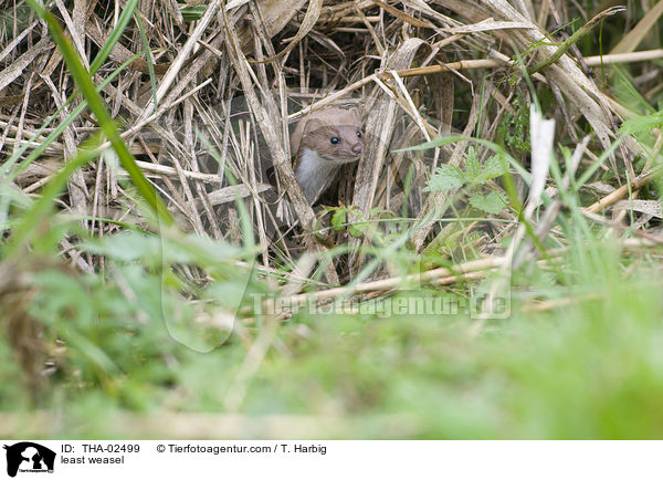 Mauswiesel / least weasel / THA-02499