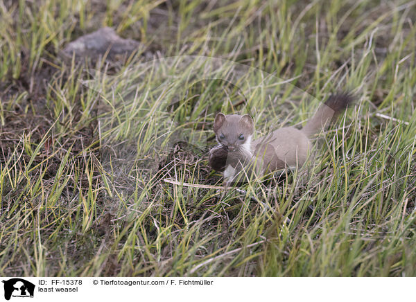 Mauswiesel / least weasel / FF-15378