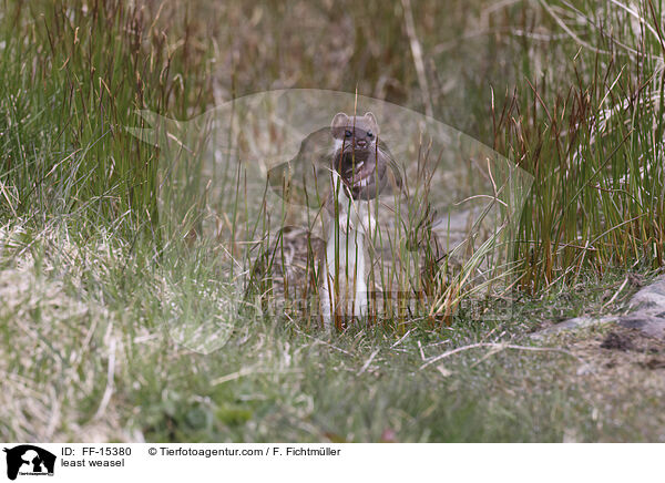 Mauswiesel / least weasel / FF-15380