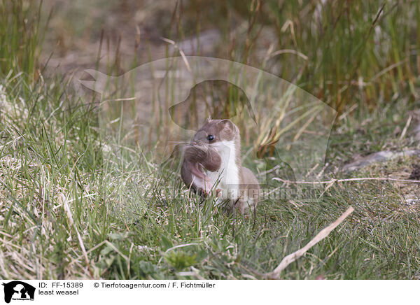 Mauswiesel / least weasel / FF-15389