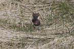 least weasel