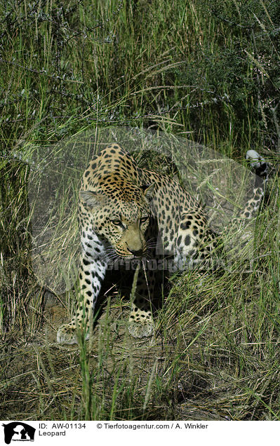 Leopard / AW-01134