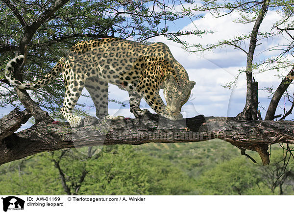 climbing leopard / AW-01169