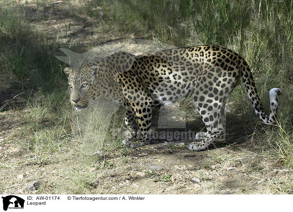 Leopard / Leopard / AW-01174