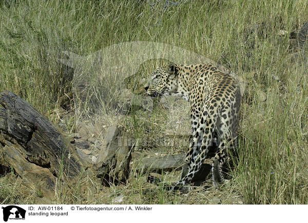 standing leopard / AW-01184