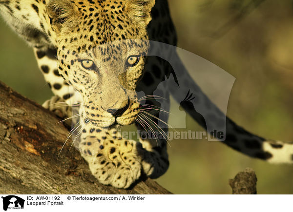 Leopard Portrait / AW-01192