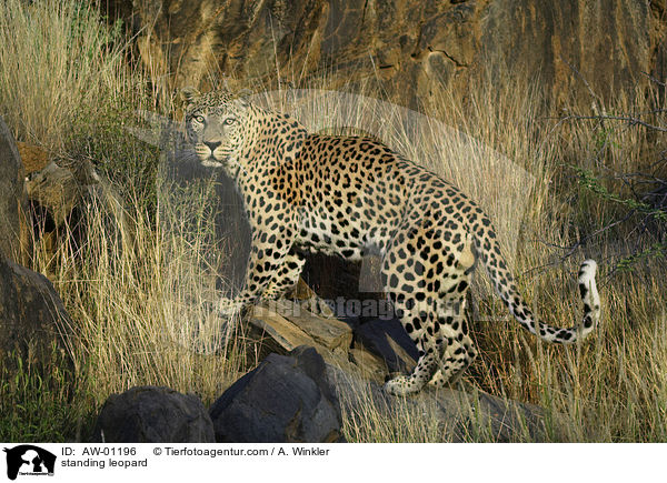 standing leopard / AW-01196
