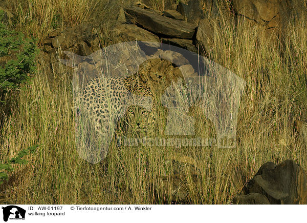walking leopard / AW-01197
