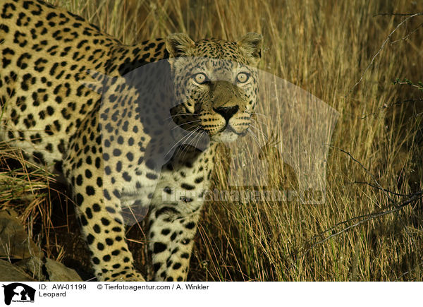 Leopard / AW-01199