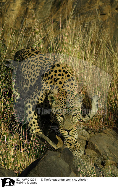 walking leopard / AW-01204
