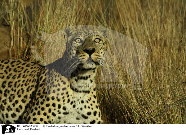 Leopard Portrait / AW-01206