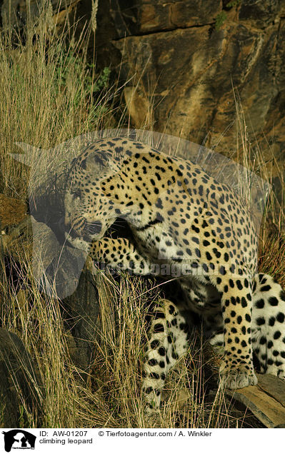 climbing leopard / AW-01207