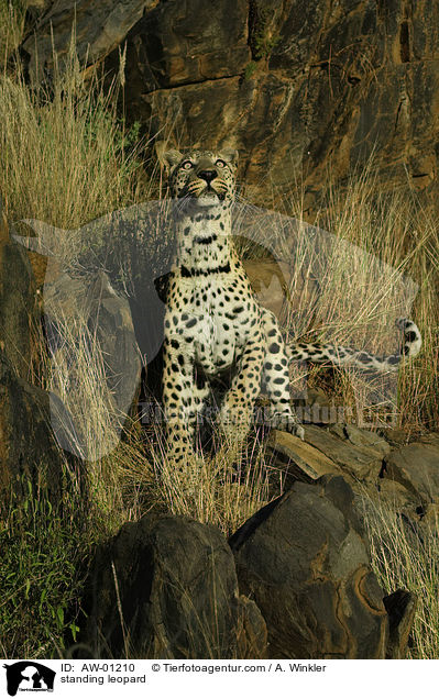 standing leopard / AW-01210