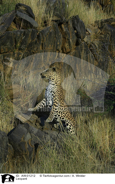 Leopard / AW-01212